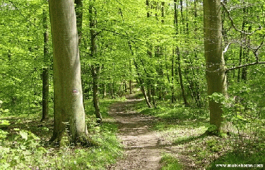FORET DE MARLY-LE-ROI-yvelines