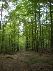FORET DE MARLY (4)-yvelines