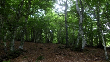 LE BOUYSSOU - SENTIER BOTANIQUE - LE ROUSSILLON-aveyron