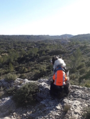 CIRUIT VALLONNé JUSQU'à LA VIGIE-bouches-du-rhone