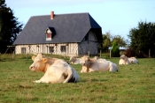 SAINT-PHILBERT-DES-CHAMPS - BOIS DU MIEUX-calvados