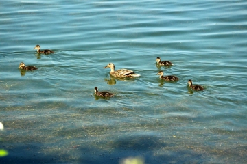 LAC DE PONT-L'EVêQUE-calvados