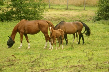 MOYAUX /OUILLY-DU-HOULEY-calvados