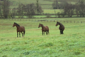 LIVAROT PAYS D' AUGE ( FERVAQUES )-calvados