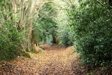 SAINT-PIERRE-EN-AUGE / MONVIETTE-calvados