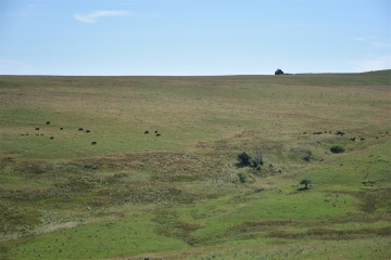 CANTAL - CHEYLADE - L ESTIVE DU LIMON-cantal