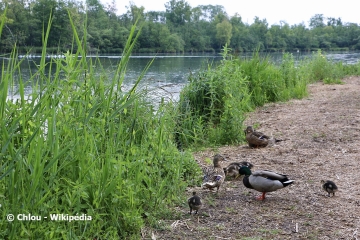 SAINT-QUENTIN – LE MARAIS DE L’ISLE-aisne