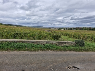 DANS LES VIGNES DE BEAUNE-cote-dor-dijon