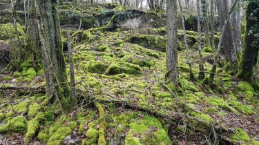 LA SOURCE DE CROSNE-cote-dor-dijon