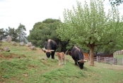 THOT - LES 4 CHEMINS-dordogne