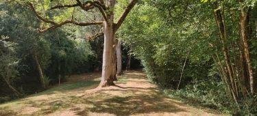 MAREUIL SAUVAGE-dordogne