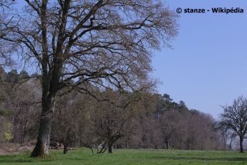 SAINT-VICTOR-D’EPINE – LA GRANDE BOISSIèRE-eure