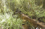 FORET TOULFOEN (1)-finistere