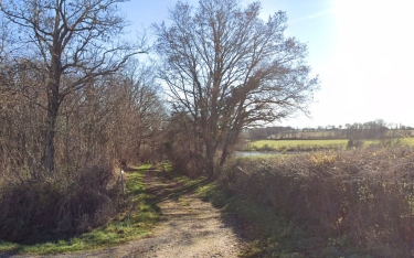 FRANCHESSE - L ARBRE SEC-allier