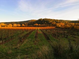 NOZIERES-BOUCOIRAN-gard