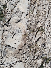 AUTOUR DE BELVEZET CASTELLAS-gard