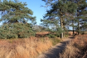 BOIS DE VIELLES FAGNES-belgique
