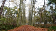 GASTHUISBOSSEN-belgique