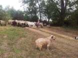 TRANSHUMANCE A AILLAS -gironde