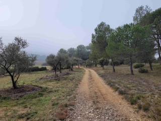 SAINT-DRéZéRY - ENTRE VIGNES & FORêT-herault