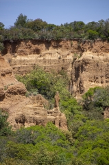 LA BOURGUE ROUGE - BOIS DE VEYRAN-herault