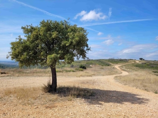SAINT-BAUZILLE-DE-LA SYLVE (~CLERMONT-L'HéRAULT) - RANDO DES CRèTES-herault