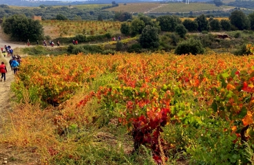OENORANDO DE FAUGèRES-herault