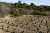 LA PLANETE-FELINES-MINERVOIS-herault