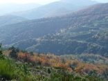 BOUSQUET-D-ORB-herault