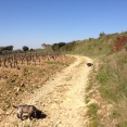 SAINT SYLVESTRE DES BROUSSES - PLATEAU DE MONTCALMES-herault