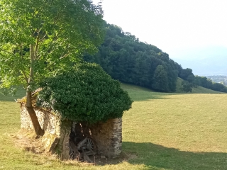 VOIRON 38 - ROSELIERE DE LA TEISSONNIERE-isere