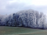 MERLAS - BOIS CARABOTIN-isere