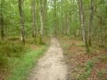 MARIGNY-LES-USAGES - ENTRE BOIS ET CHAMPS-loiret