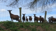 GIEN - RANDO AUTOUR DU BOIS DU BARDELET-loiret