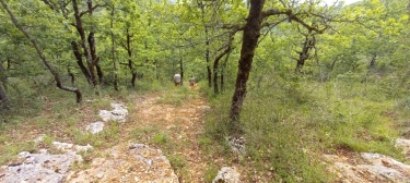 COURNOU 46140  12.4KM-lot