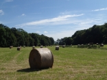 FORET D HEMILLY-moselle