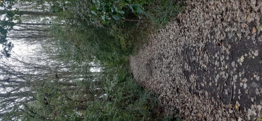 MONS EN PÉVÈLE - LE PONT BLEUWART-nord