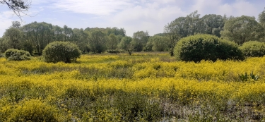 TEMPLEUVE EN PEVELE - DES MARAIS DE BONNANCE à LA FONTAINE ST PIERRE-nord