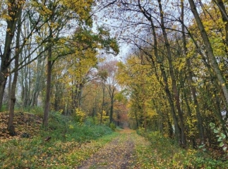 BEAUVAIS - LE BOIS BRûLé-oise