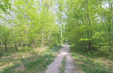 SAINT-JEAN-AUX-BOIS - LA MAJESTE DES FUTAIES DE COMPIEGNE.-oise