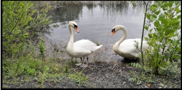 WINGLES - LES ETANGS-pas-de-calais