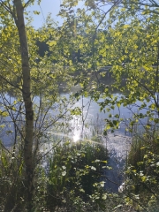 WINGLES - LES MARAIS