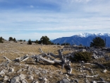JUJOLS - COLL DIAGRE - LA TARTERA-po