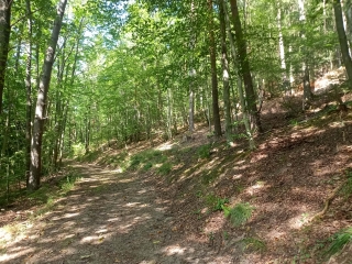 GRIESBACH AU VAL 68 - SENTIER DE LA SAPINIERE-haut-rhin