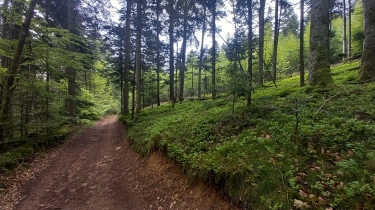 LA VILLE : UNE BELLE BOUCLE DANS LES FORêTS DE RéSINEUX ET LES MYRTILLIERS.-rhone