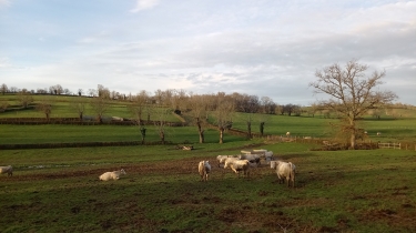 BOCAGE ET PAYSAGE DU CHAROLAIS-BRIONNAIS à SAINT-CHRISTOPHE-EN-BRIONNAIS-saone-et-loire