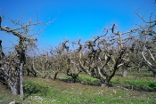 VAAS-MONTABON-sarthe