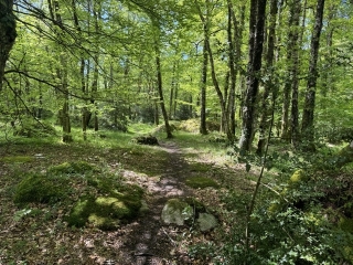 LE BEZ - SENTIER DU LAC DU MERLE AUX SAGNES DE VIALAVERT-tarn