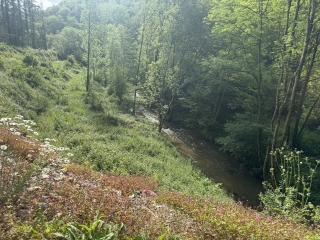 VABRE - LES SENTIERS DU BERLOU-tarn