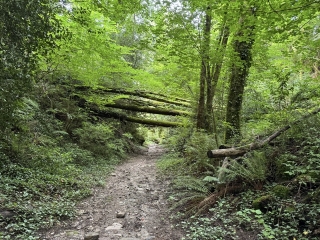 FONTRIEU - SENTIER DE DECOUVERTE DE LA FORET DE MONTAGNOL-tarn